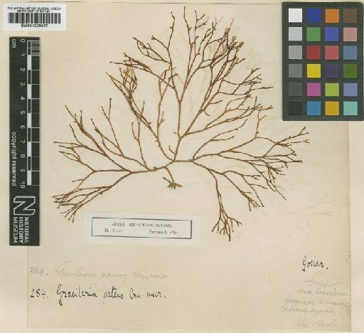 Gracilaria foliifera (Forssk.) Børgesen - BM001039027