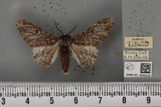 Biston betularia ab. insularia Thierry-Mieg, 1886 - BMNHE_1839228_412924