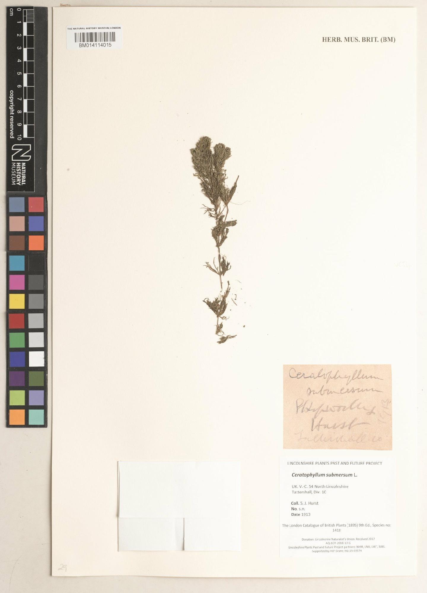 To NHMUK collection (Ceratophyllum submersum L.; NHMUK:ecatalogue:9440114)