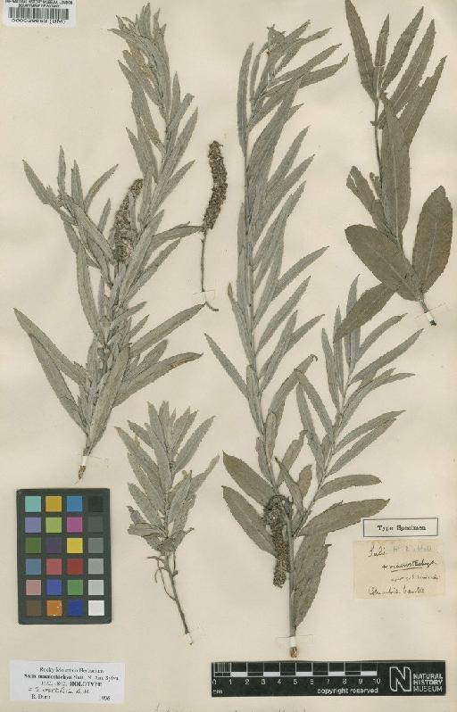 Salix macrostachya Nutt. - BM000029853