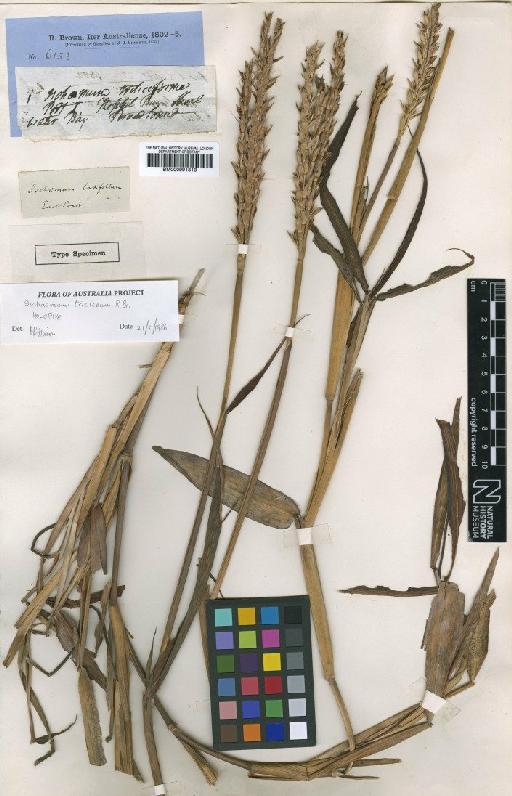 Ischaemum triticeum R.Br. - BM000991813