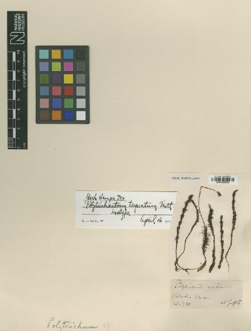 Polytrichastrum torquatum Mitt. ex Osada & G.L.Sm. - BM000986023