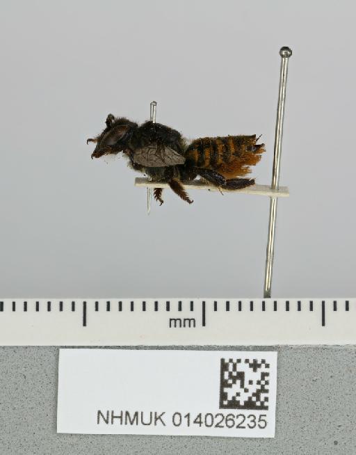 Megachile tarea Cameron, P., 1902 - 014026235__-