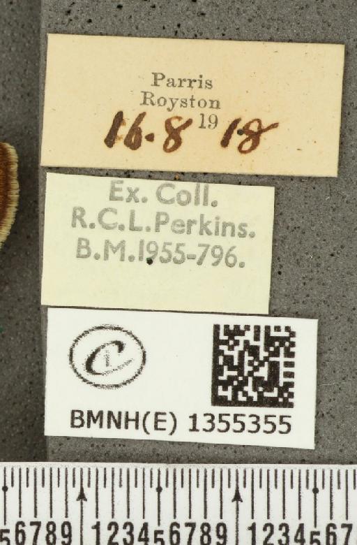 Hesperia comma (Linnaeus, 1758) - BMNHE_1355355_label_156600