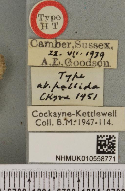 Litoligia literosa ab. pallida Cockayne, 1951 - NHMUK_010558771_label_616465