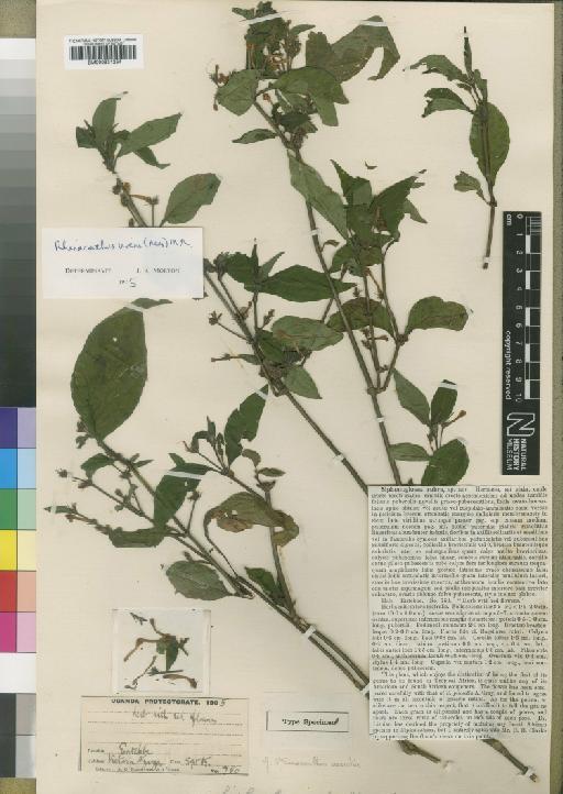 Rhinacanthus virens (Nees) Milne-Redh. - BM000931254