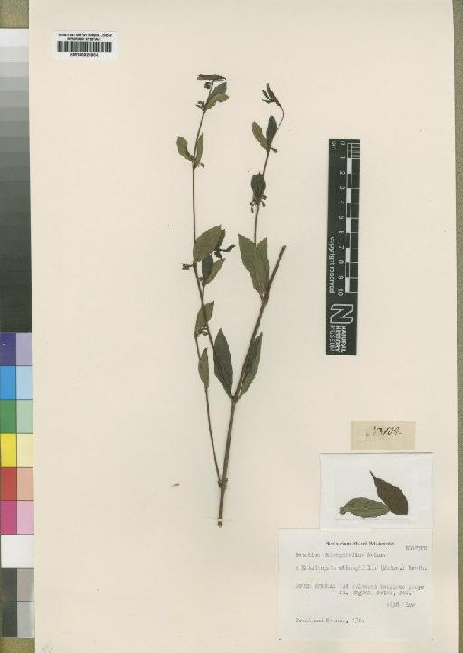 Ectadiopsis oblongifolia (Meisn) Schltr. - BM000925904