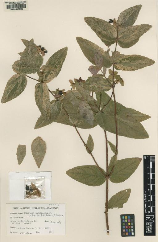 Hypericum androsaemum f. variegatum D.C.McClint. & E.C.Nelson - BM000629956