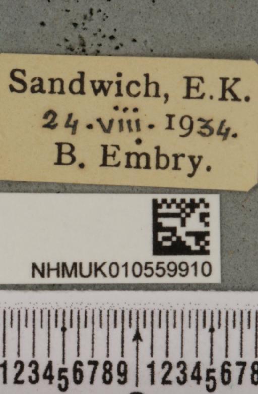 Mesoligia furuncula (Denis & Schiffermüller, 1775) - NHMUK_010559910_label_617377
