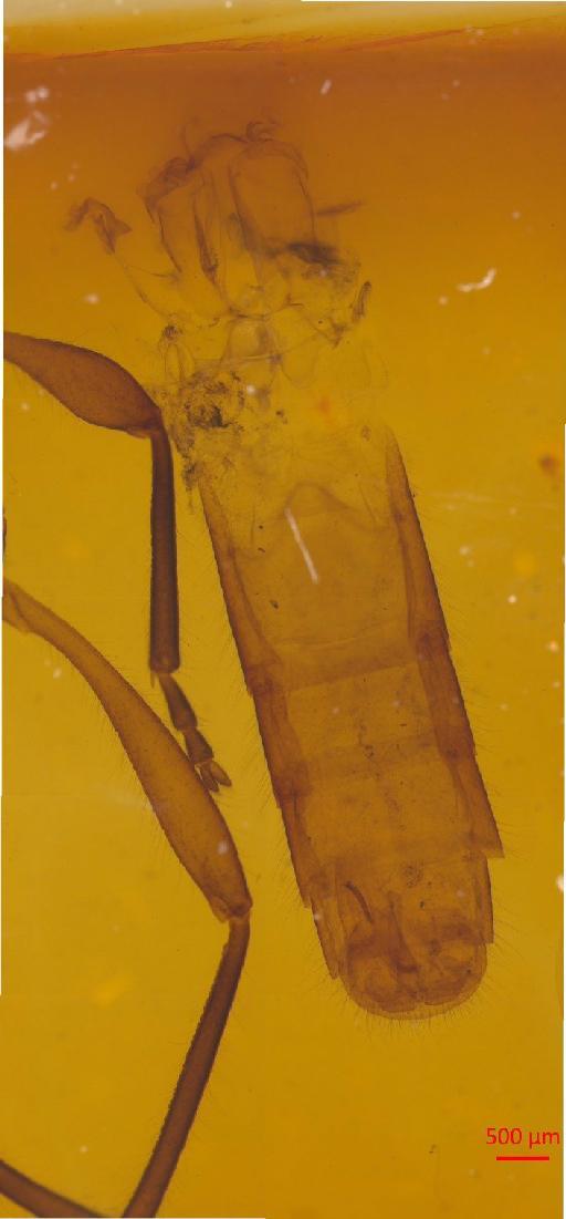 Lepturinae Latreille, 1802 - 010131248___12