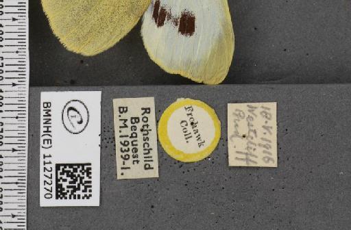 Pieris brassicae ab. fasciata Kiefer, 1918 - BMNHE_1127270_label_84408