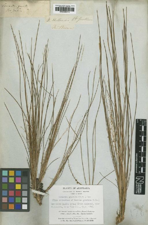 Lomandra gracilis (R.Br.) A.T.Lee - BM000990574