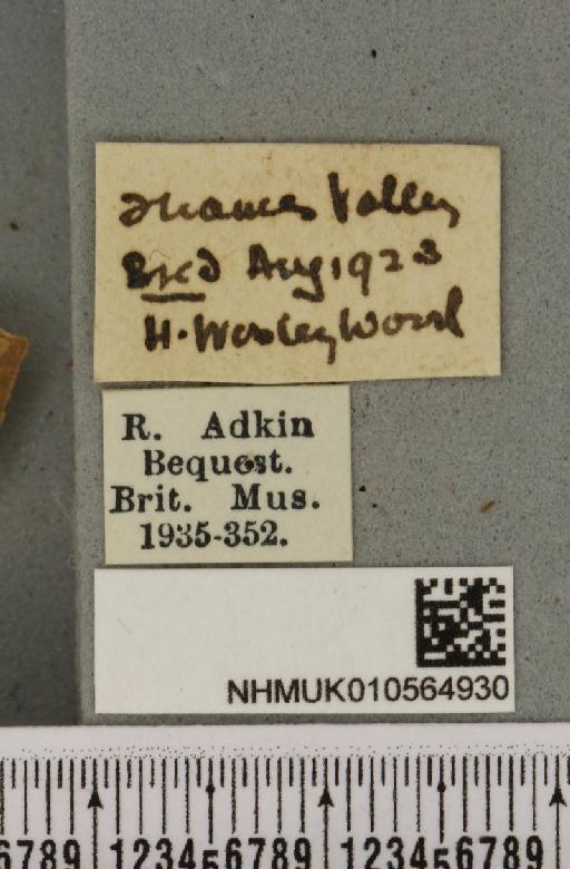 Cirrhia ocellaris (Borkhausen, 1792) - NHMUK_010564930_label_622435