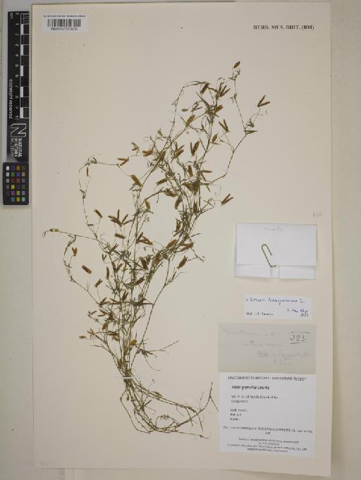 Vicia tetrasperma (L.) Schreb. - BM013858966