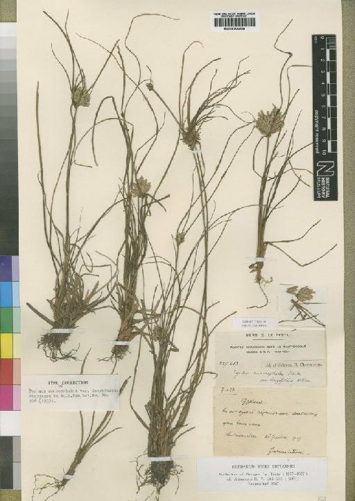 Pycreus fluminalis (Ridl.) Troupin - BM000922534