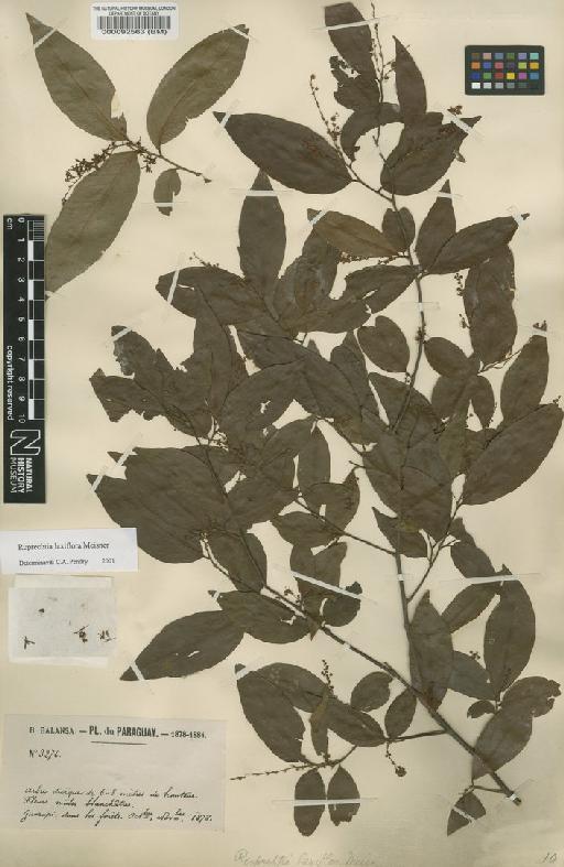 Ruprechtia laxiflora Meisn - BM000092563
