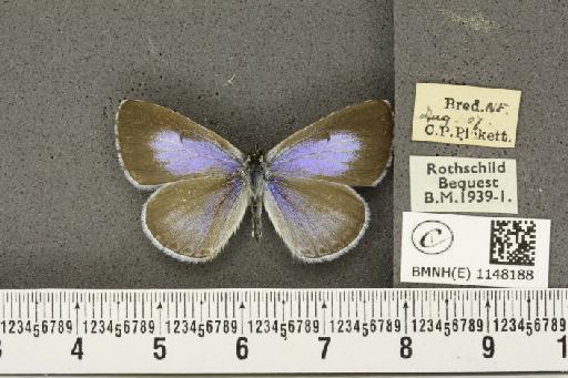 Celastrina argiolus britanna ab. aquilana Grund, 1908 - BMNHE_1148188_111212