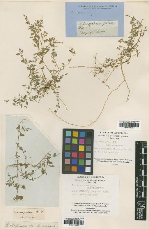 Rhagodia nutans R.Br. - BM001015844