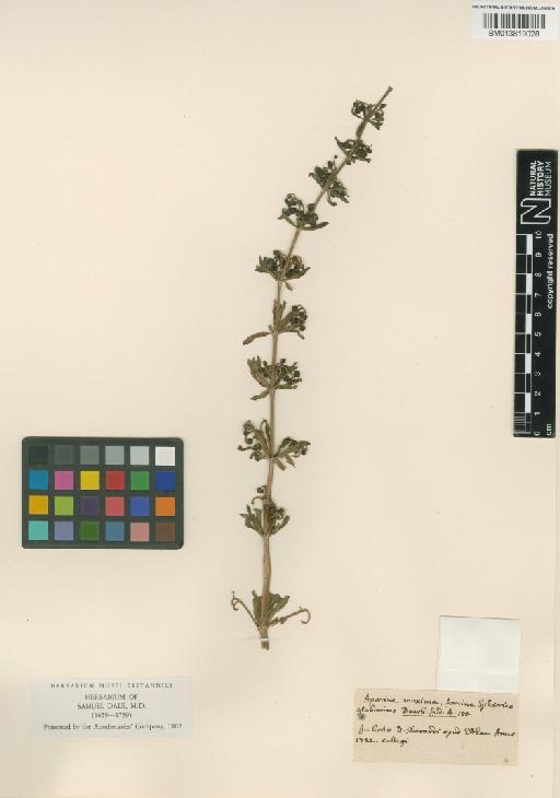 Rubiaceae Juss. - 013819028