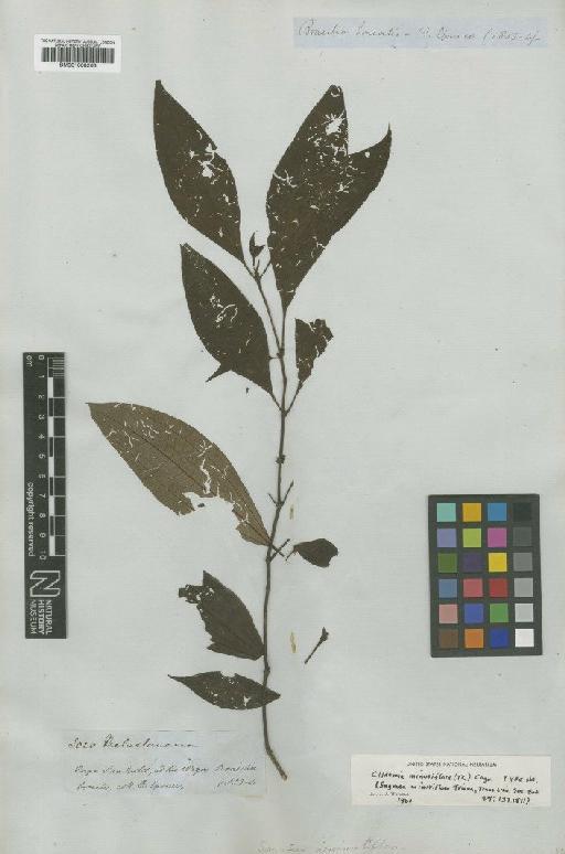 Clidemia minutiflora (Triana) Cogn. - BM001008263