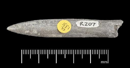 Simpsonibelus expansus (Simpson) - PI CC 1331 - belemnite