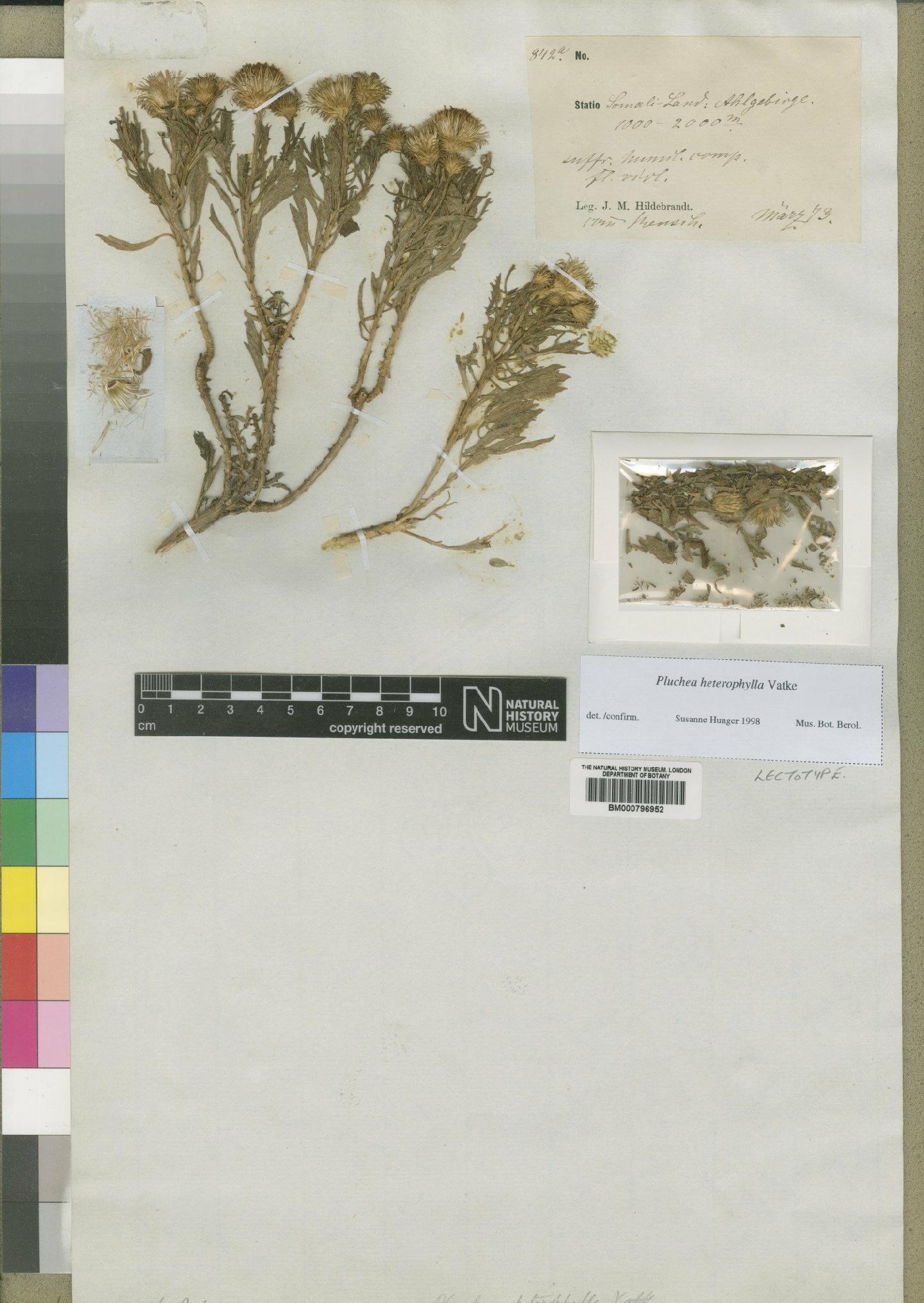 To NHMUK collection (Pluchea heterophylla Vatke; Lectotype; NHMUK:ecatalogue:4528685)