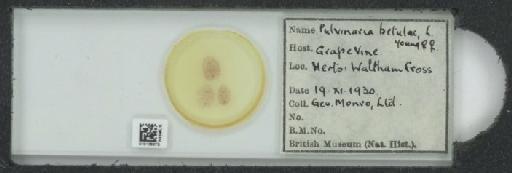 Pulvinaria vitis Linnaeus, 1758 - 010139275_117411_1101831
