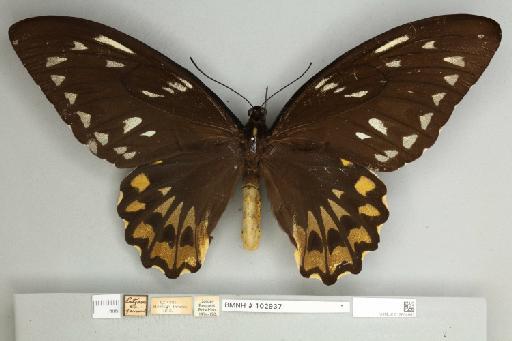 Ornithoptera croesus croesus Wallace, 1859 - 013604993__