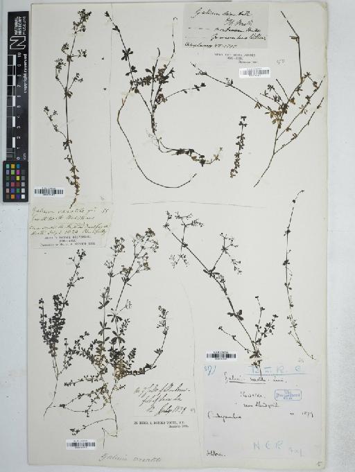 Galium saxatile L. - BM001161412