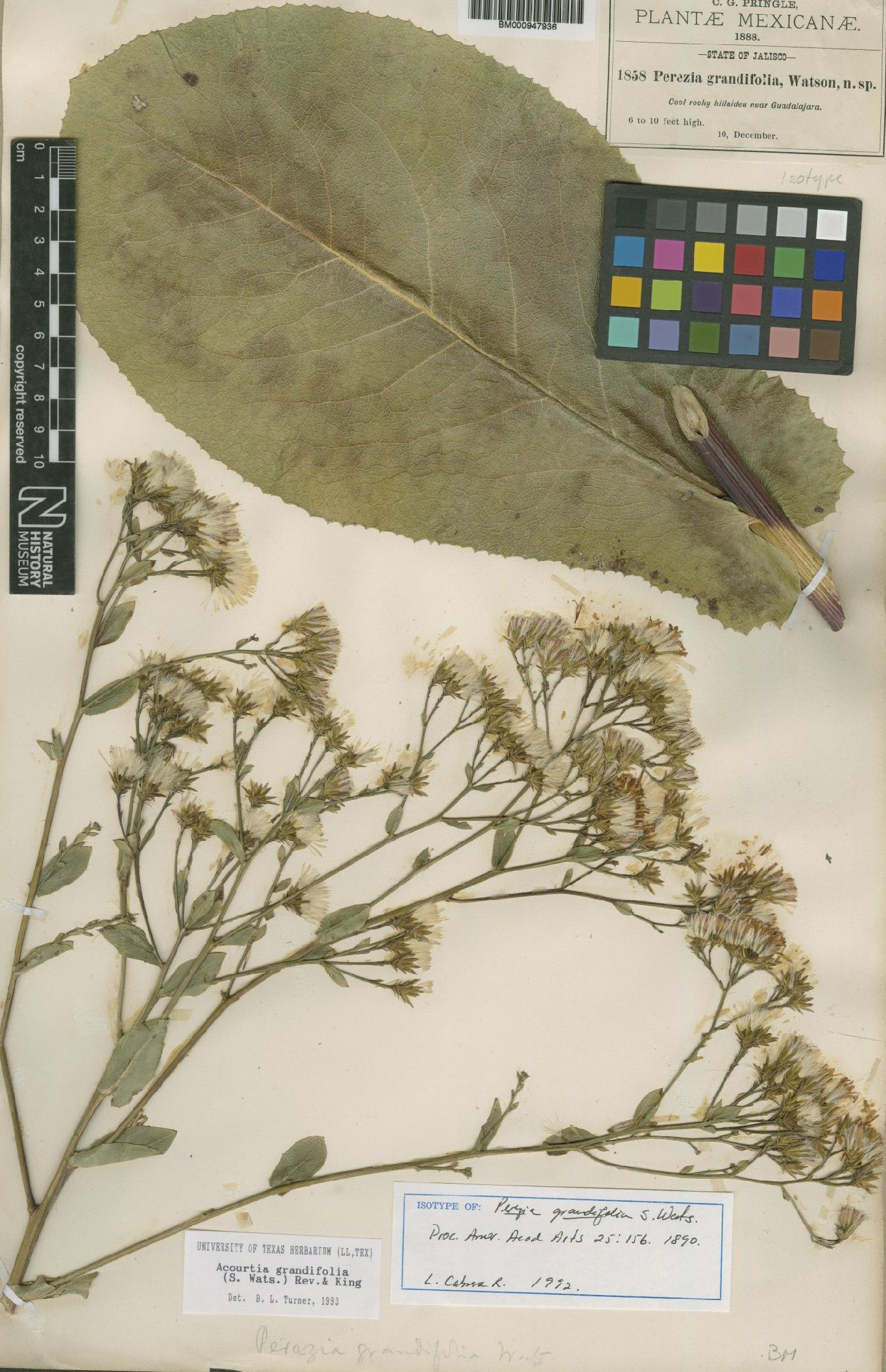 To NHMUK collection (Perezia grandifolia S.Watson; Isotype; NHMUK:ecatalogue:619942)