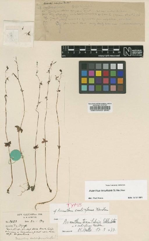 Acianthus tenuilabris Schltr. - BM000032459