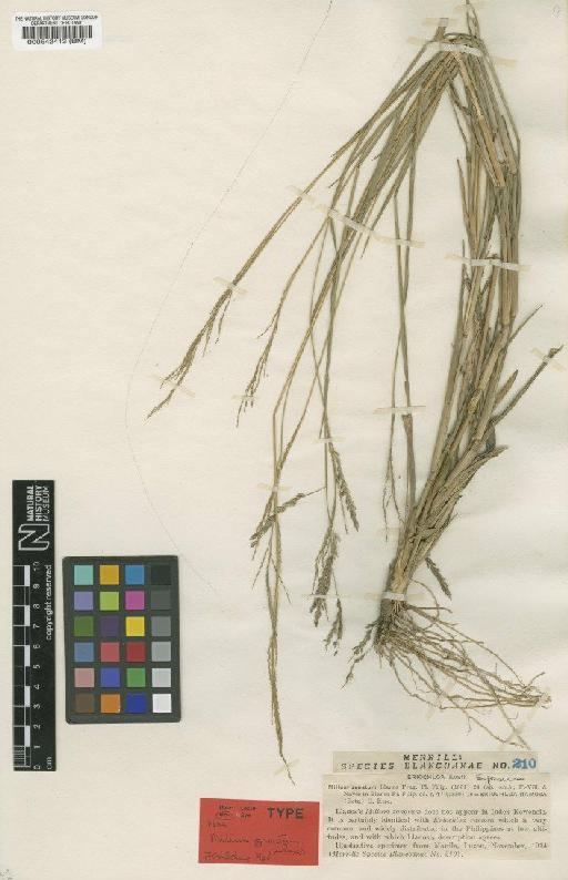 Eriochloa procera (Retz.) C.E.Hubb. - BM000542413