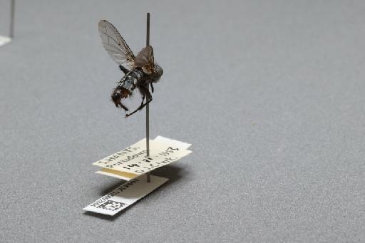 Sarcophaga (Rosellea) aratrix Pandelle, 1896 - 015092864_additional_1