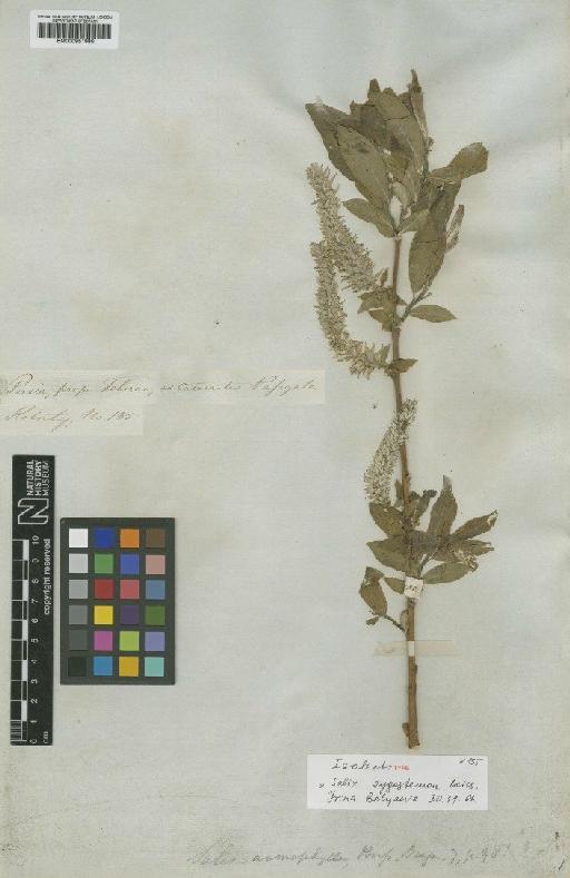 Salix zygostemon Boiss. - BM000951990