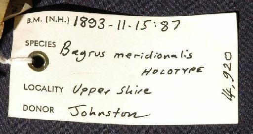 Bagrus meridionalis Günther, 1894 - 1893.11.15.87; Bagrus meridionalis; image of jar label; ACSI project image