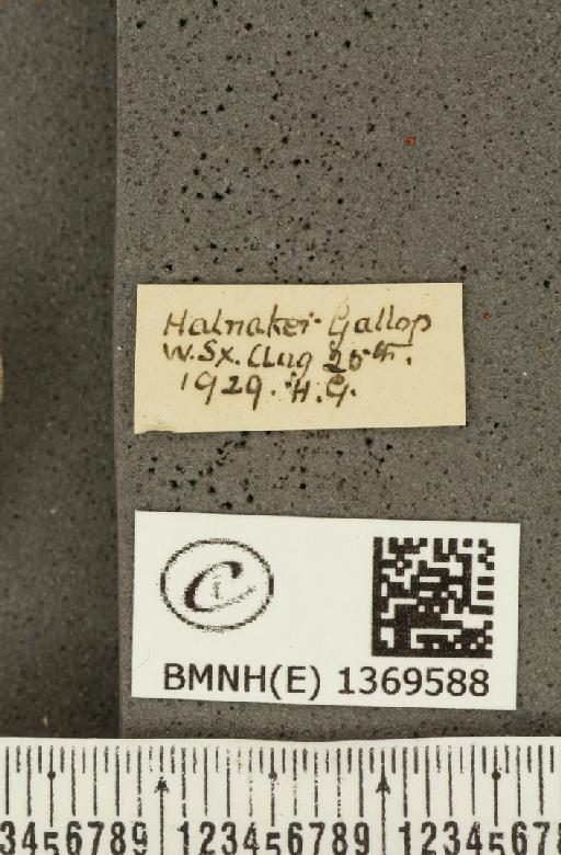Aricia agestis ab. deleta Cockerell, 1889 - BMNHE_1369588_label_177472