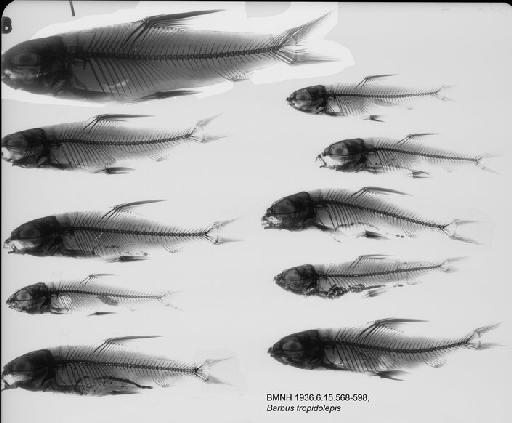 Barbus tropidolepis Boulenger, 1900 - BMNH 1936.6.15.568-598, Barbus tropidolepis Radiograph