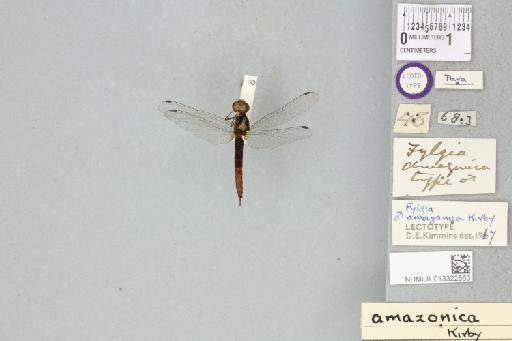 Fylgia amazonica Kirby, 1889 - 013322560_dorsal