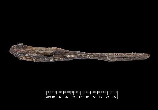 Pelagosaurus typus - OR32599-CR-32599-015-01112018-1