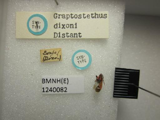 Aspilocoryphus dixoni (Distant, 1903) - Graptostethus dixoni-BMNH(E)1240082-Syntype  dorsal & labels