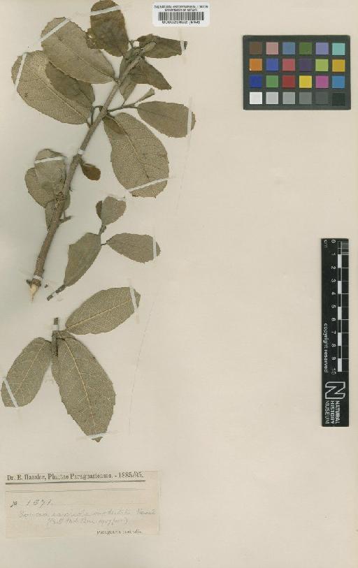 Sorocea sprucei subsp. saxicola (Hassl.) C.C.Berg - BM000526832