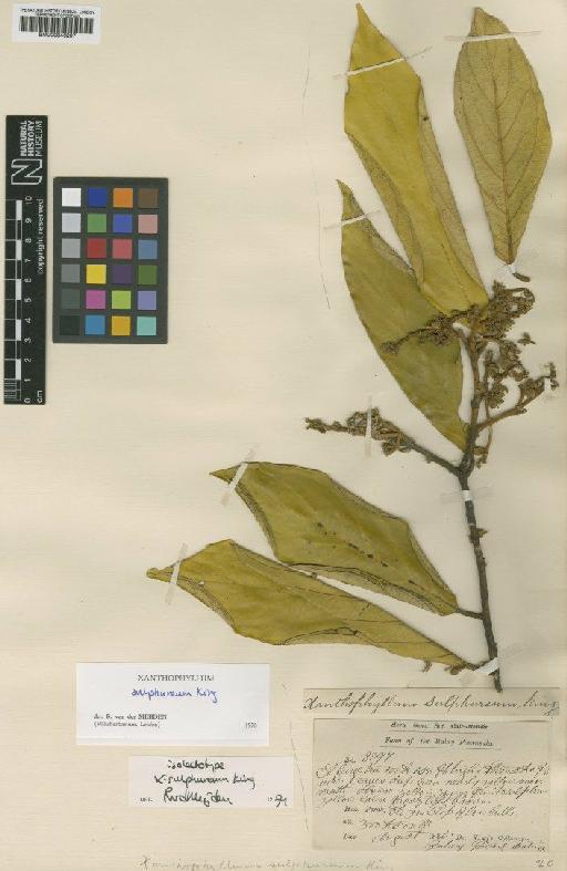 Xanthophyllum sulphureum King - BM000946297