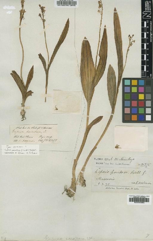 Liparis nervosa (Thunb.) Lindl. - BM000088592