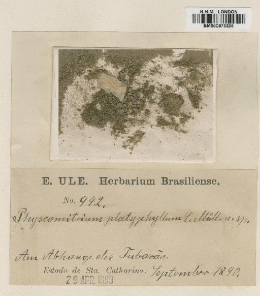 Physcomitrium platyphylloides Paris - BM000873325