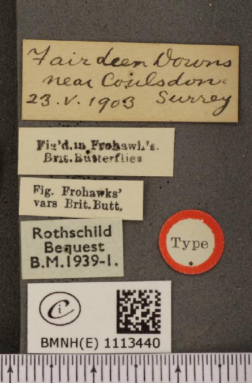 Anthocharis cardamines britannica ab. aureoflavescens Cockerell, 1888 - BMNHE_1113440_label_66643