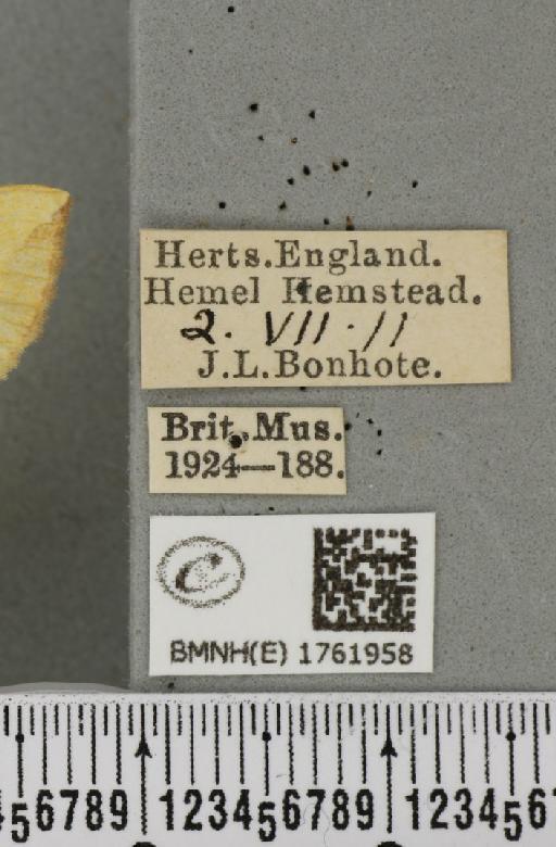 Gandaritis pyraliata (Denis & Schiffermüller, 1775) - BMNHE_1761958_label_345483