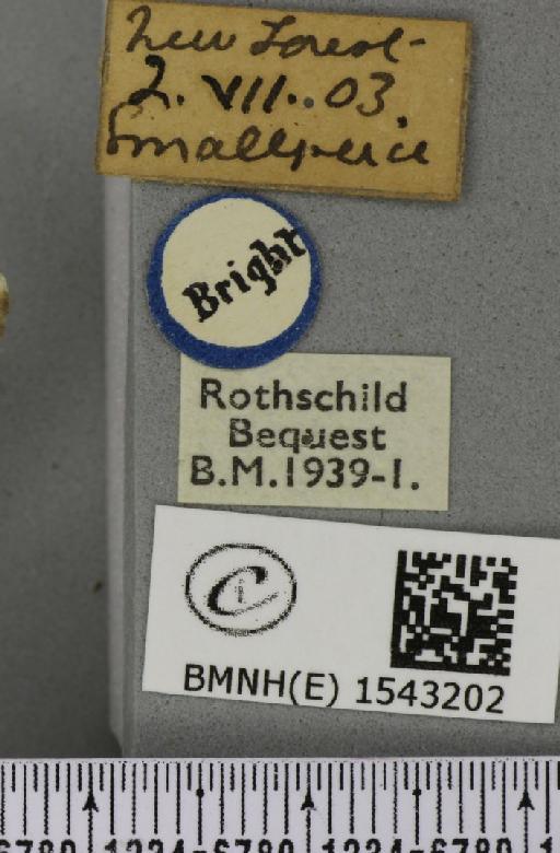 Thyatira batis (Linnaeus, 1758) - BMNHE_1543202_label_234823