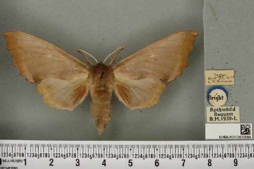 Laothoe populi ab. salicis Holle, 1865 - NHMUK_010420684_526878