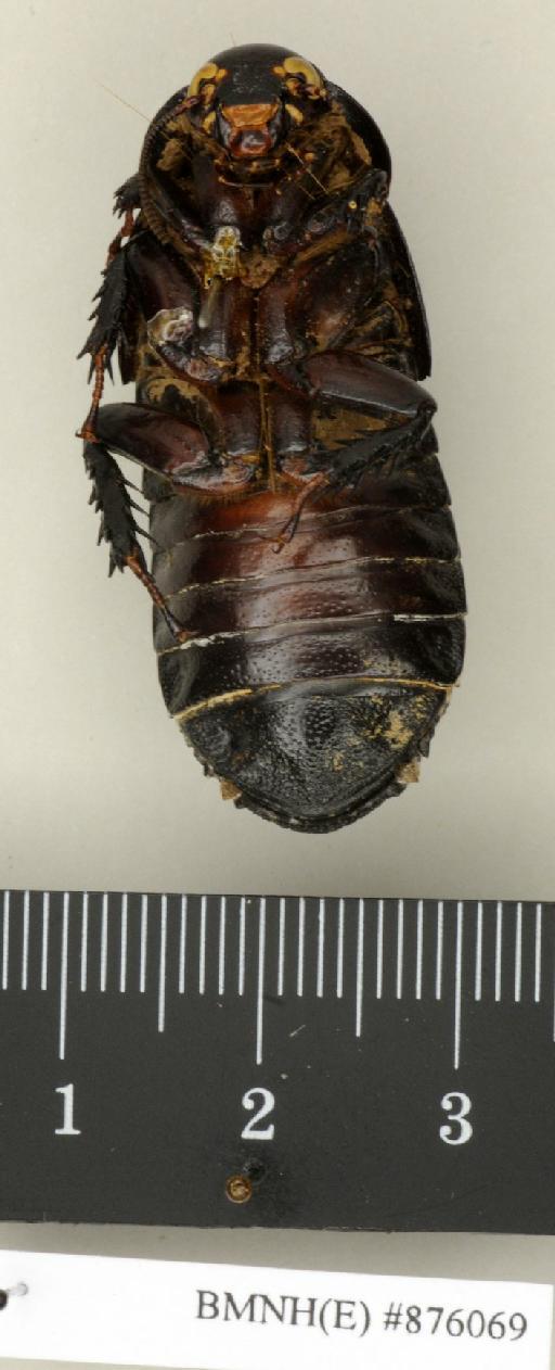 Salganea morio (Burmeister, 1838) - Salganea morio Burmeister, 1838, female, non type, ventral. Photographer: Edward Baker. BMNH(E)#876069