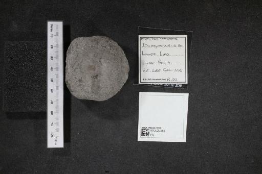 Ichthyosaurus De la Beche & Conybeare, 1821 - 010020255_L010040101